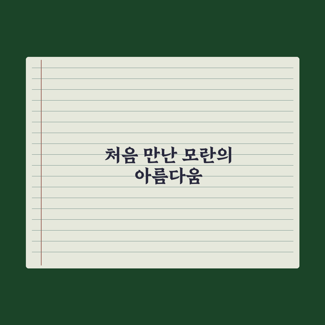 모란과 목단 차이 직접 알아보니 헷갈렸던 점