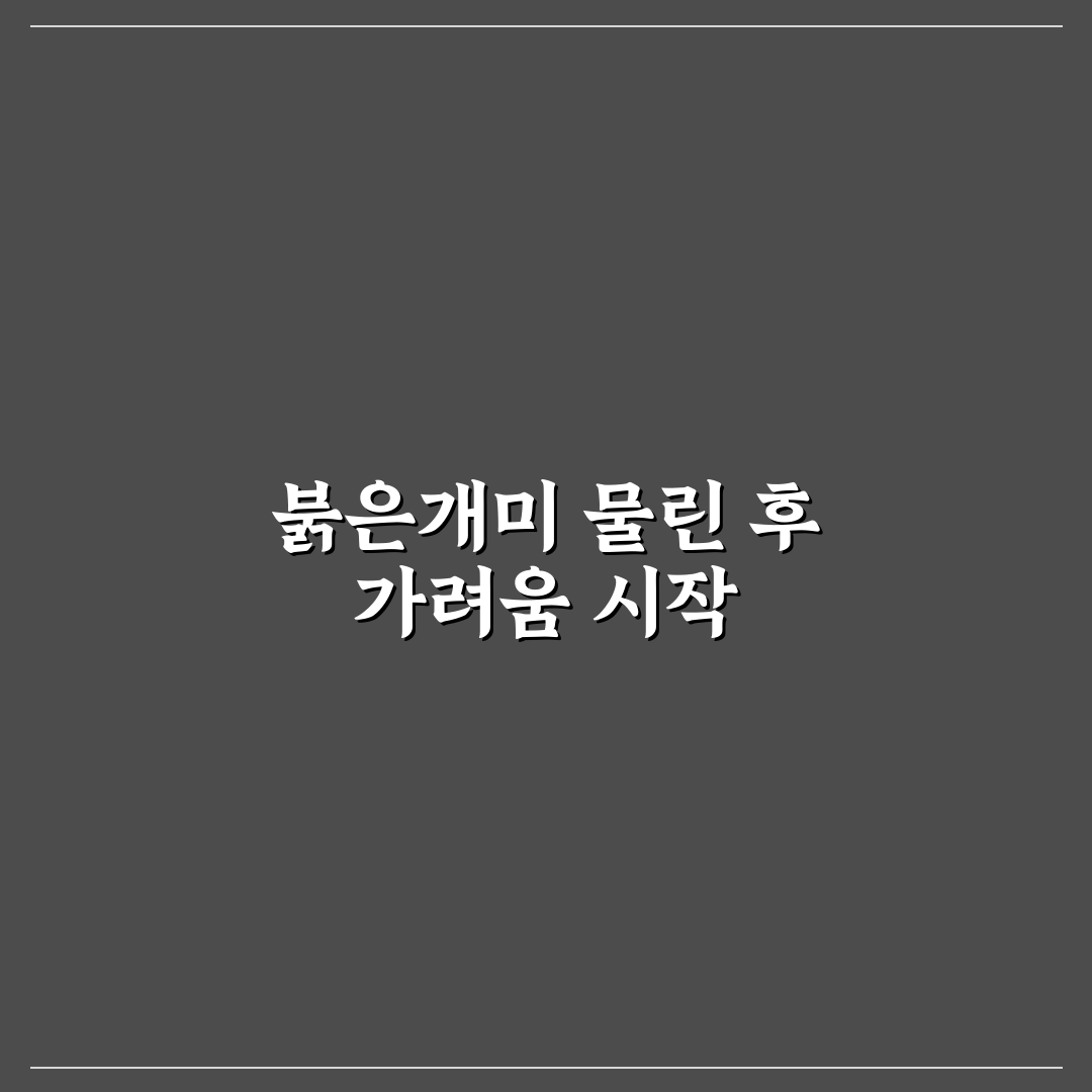 빨간개미 물렸을때 증상과 대처법 직접 알아보니