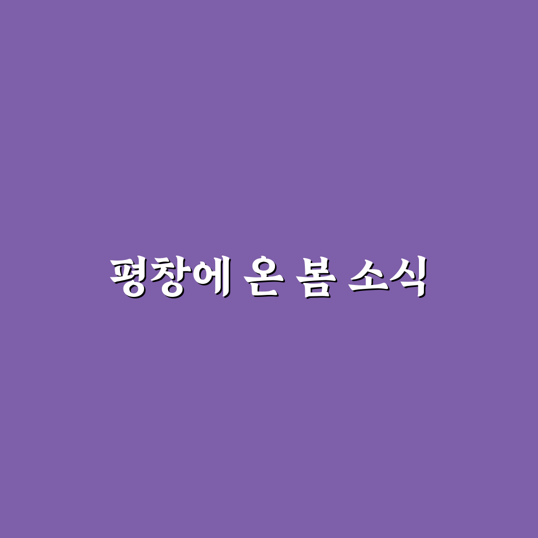 평창 데이지꽃 개화시기 직접 알아보니 봄꽃 분위기 어땠는지