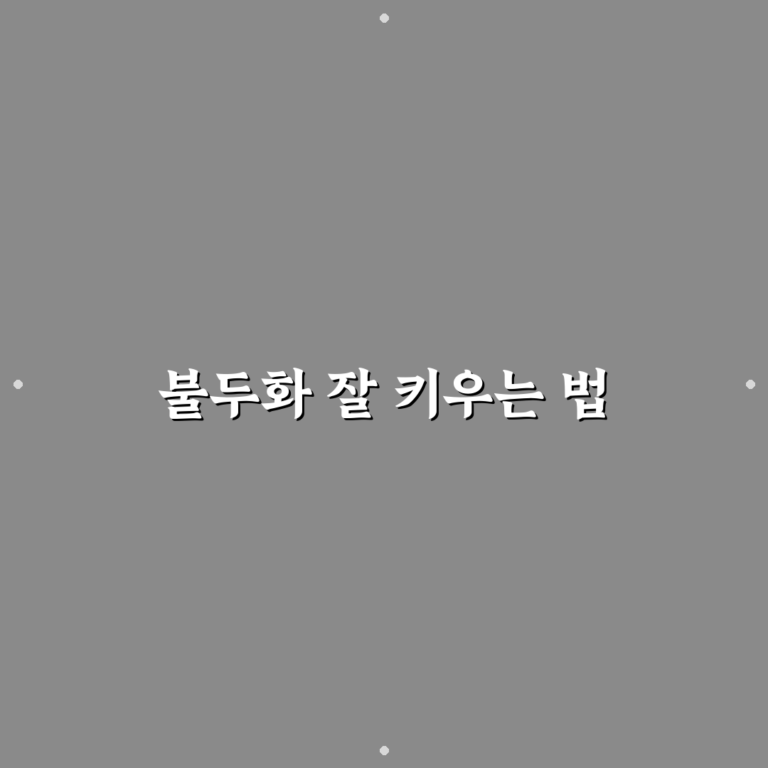 불두화 키우기 필수 가이드와 5가지 관리 기준 분석