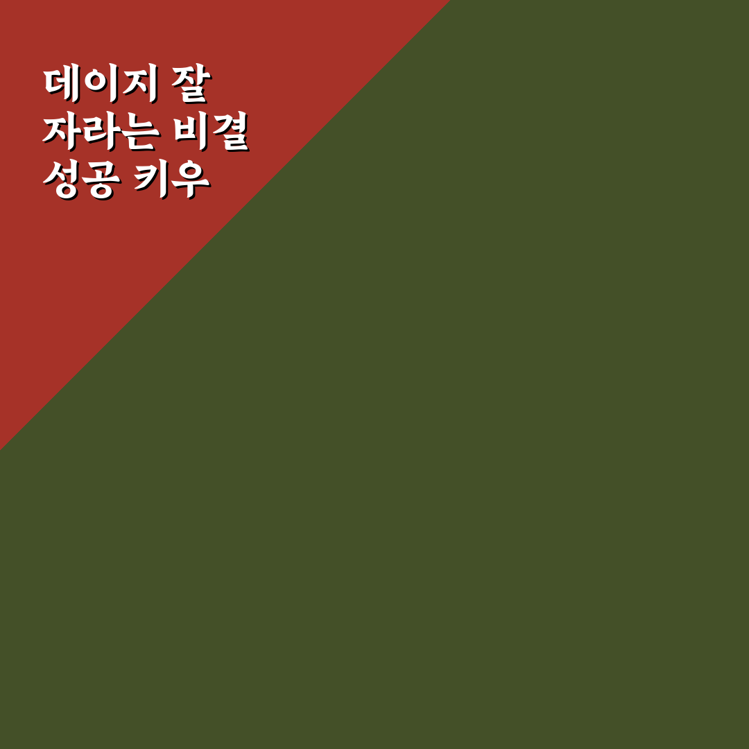 데이지꽃키우는방법 5가지 기준별 비교와 체크포인트
